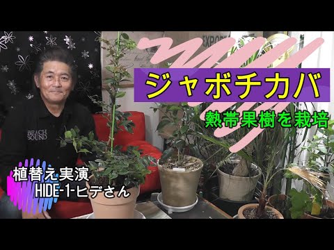 【熱帯植物】ジャボチカバの栽培をやってみよう。