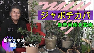 【熱帯植物】ジャボチカバの栽培をやってみよう。