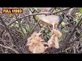 Baby Birds Compete Each Other To Snatch Out Food From Mother ( Full Video)