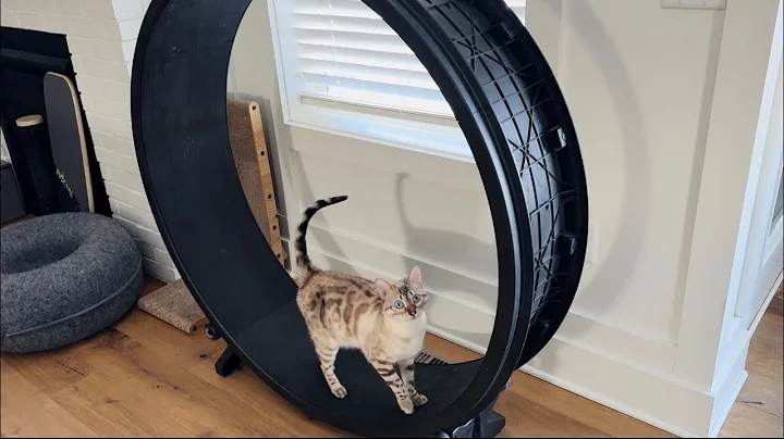 Video 11822801: snow lynx bengal, gorgeous silver bengal, cat love kitty, cat outside