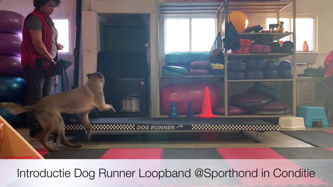 Introductie Dog Runner YouTube