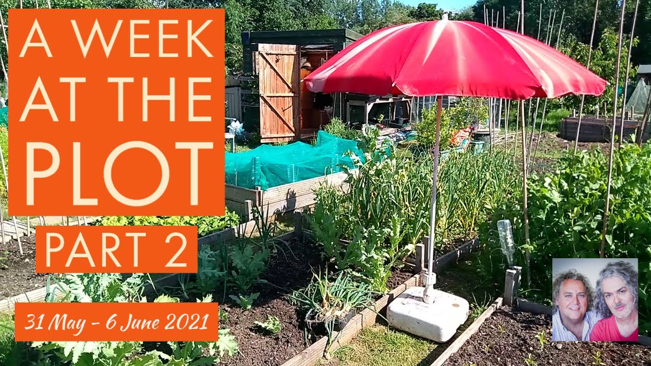 A Week at the Plot, 31 May - 6 June 2021 (Pt2) - YouTube
