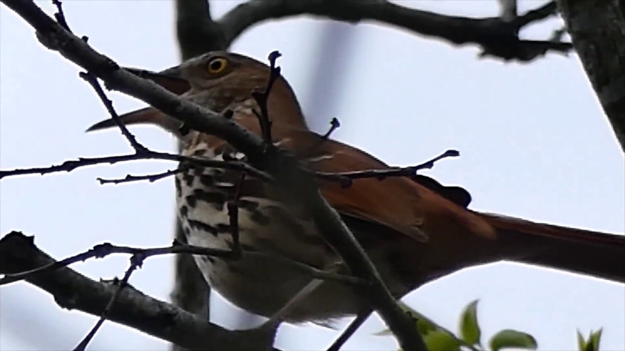 Brown Thrasher song - YouTube