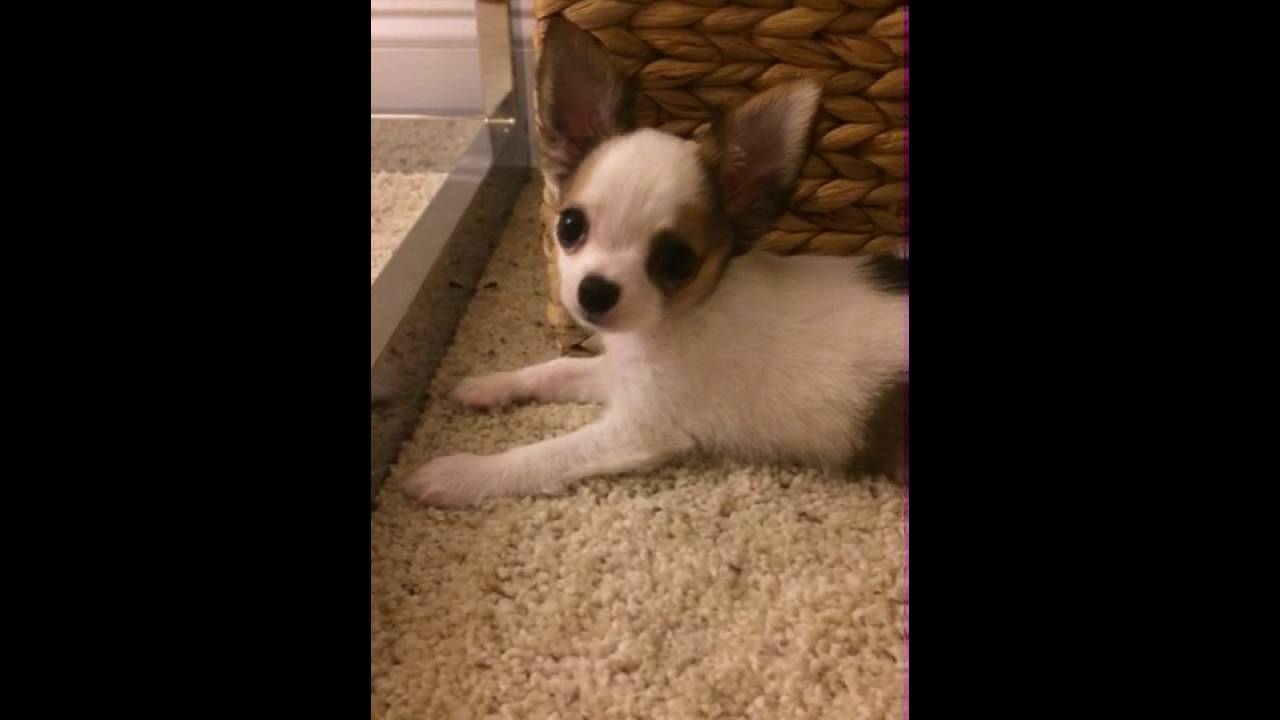 Long Hair Chihuahua Puppy Torey The Bomb Youtube