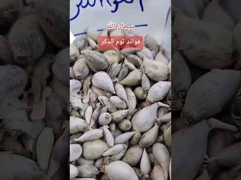 فوائد الثوم الذكر الصحية والعلاجية مذهلة