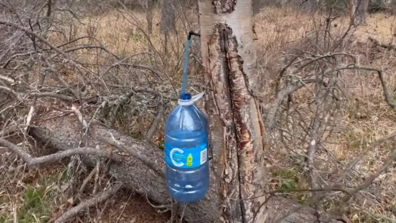 Living Off The Land Part 1 Birch Syrup !! The Tap