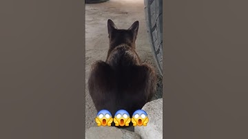 mitos atau fakta ya kalau kucing hitam itu kucing jelmaan ???#video #viral #fyp#shortvideo