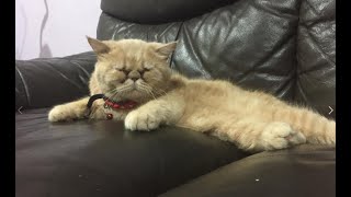 Leon the Lazy Fat Cat