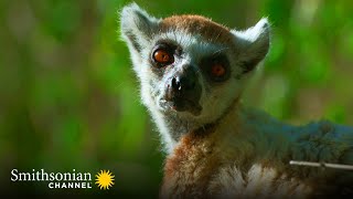 A Troop of Lemurs Use their Agility to Catch Cicadas  | Smithsonian Channel