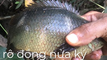 Câu Cá Rô Đồng , Chạm Mặt Con Rô Nửa Ký Ở Ao Bỏ Hoang Và Bầy Cá Trê Khủng Câu Vậy Ai Trả Ham