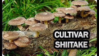 Como Cultivar Seta Shiitake En Casa || La Huertina De Toni