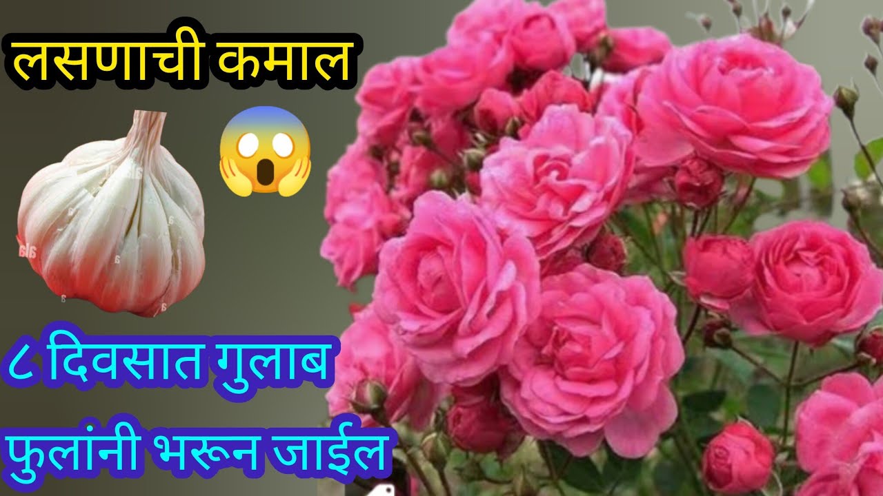 गुलाबाला येतील खूप सारे नवीन फुटवे||Organic fertilizer||#spgardeningmarathi