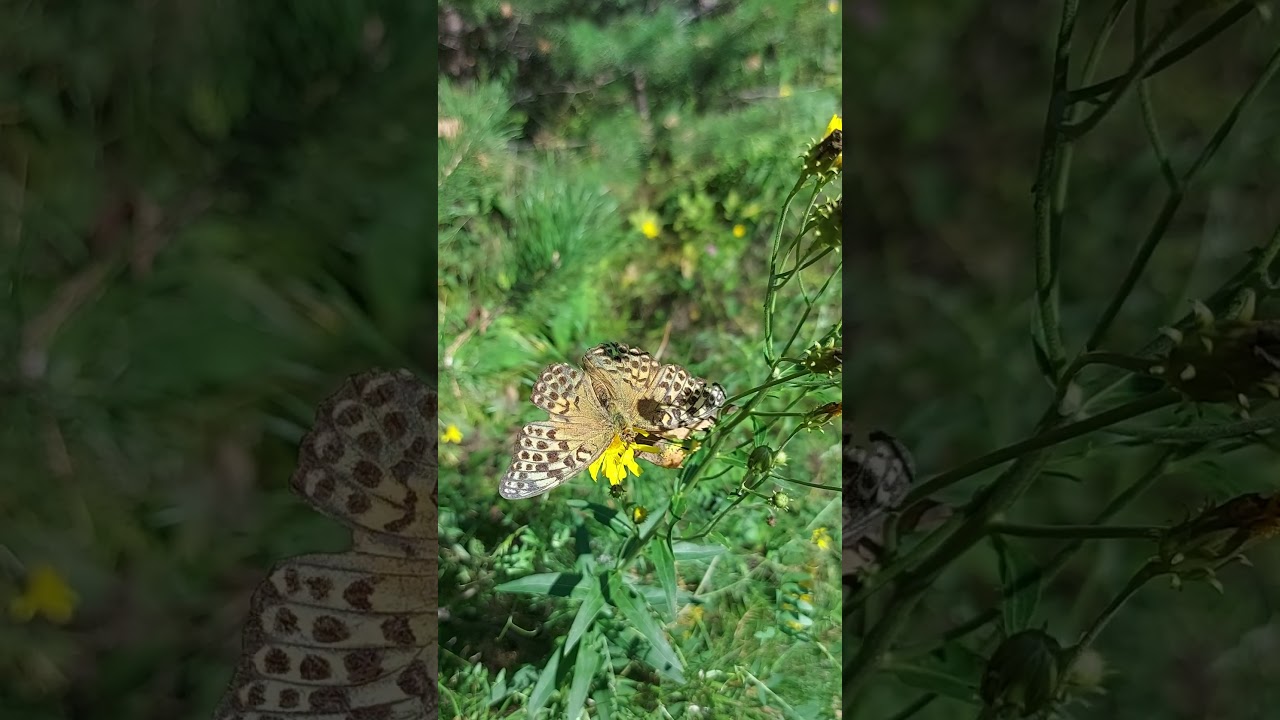 Argynnis paphia valesina. Перламутровка большая лесная, valesina, тёмная с зелёным переливом
