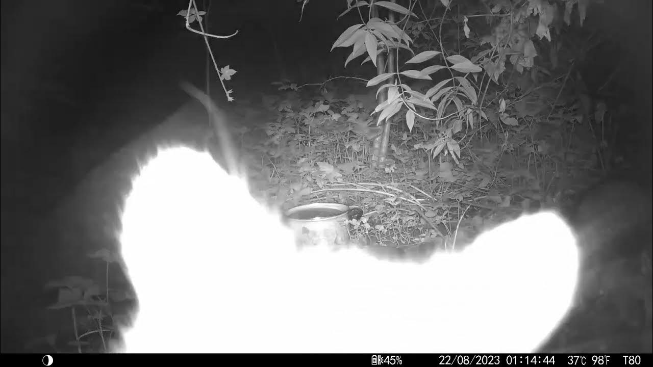 Trailcam 035 Racoon Checks Out Camera! YouTube