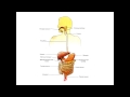 Анатомия. Пищеварительная система