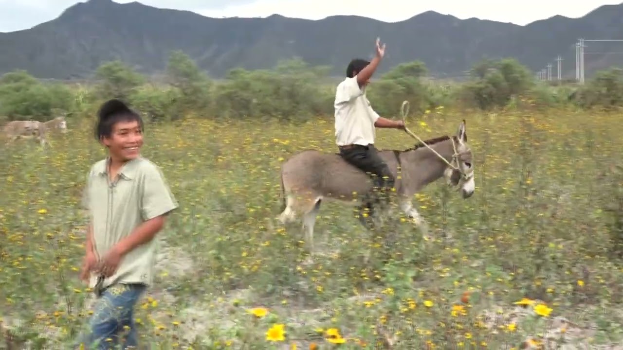 documental, corte de flor arco Atoluca Teziutlan Puebla