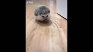 Funny Hedgehog tik tok video🦔 Walking