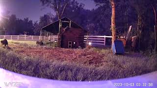 20231004 3:30am Raccoon party at the Chicken Run