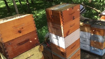 Collecting honey with an Ezyloader July 20, 2018