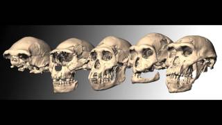 Download Lagu Dmanisi Discovery MP3 Download Lagu Dmanisi Discovery MP3