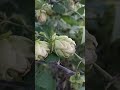 Şerbetçi Otu Maya Otu Humulus Lupulus Hops Common Hop