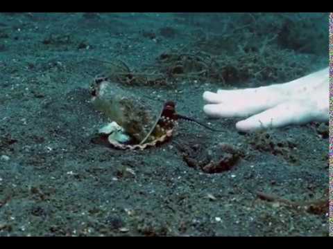 Diver convince octopus to trade his plastic cup for a seashell