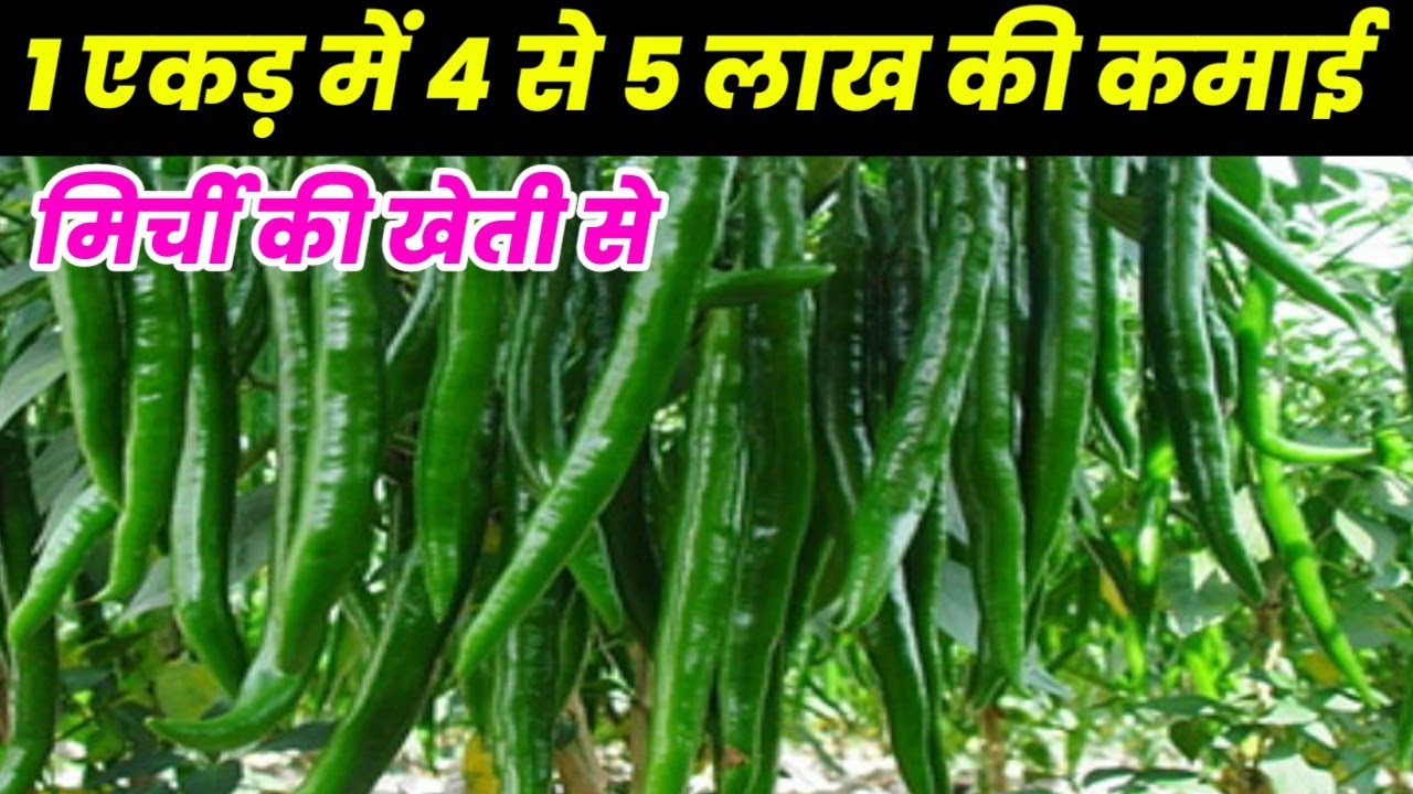 मिर्ची की खेती | mirch ki kheti kab or kaise karen | chili farming |