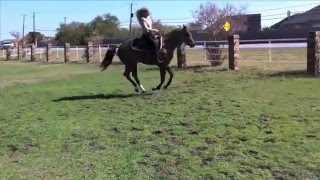 Beautiful AQHA 3YO Red Roan Mare FOR SALE