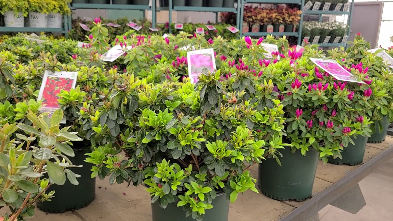 Azalea 'Stewartsonian' // Evergreen Azalea with Brilliant ❤️ Red Flowers