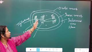 Cytology(Chloroplast)