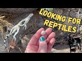 Looking For Desert Reptiles 🌵 First Arizona Herping Video of 2024 Searching For Snakes &amp; Lizards!