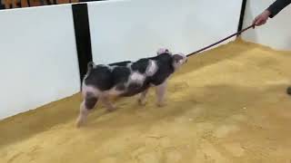 23-3 spot gilt