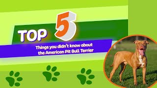 5 things you didn't know about the American Pitt Bull Terrier