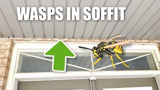 Wasp Nest Removal From Soffit Exterminating Wasps In The Soffit