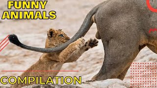 Funny animals compilation  Cute and funny animals videos