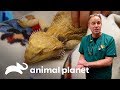 3 emergências com animais de estimação incomuns | Veterinário das montanhas | Animal Planet Brasil