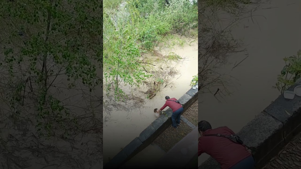 Una mujer se lanza al Guadalquivir para rescatar a un gato