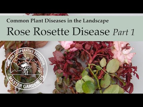 Video: Informácie o krížovke ružovej – prečítajte si o rastlinách krížovky ružovej