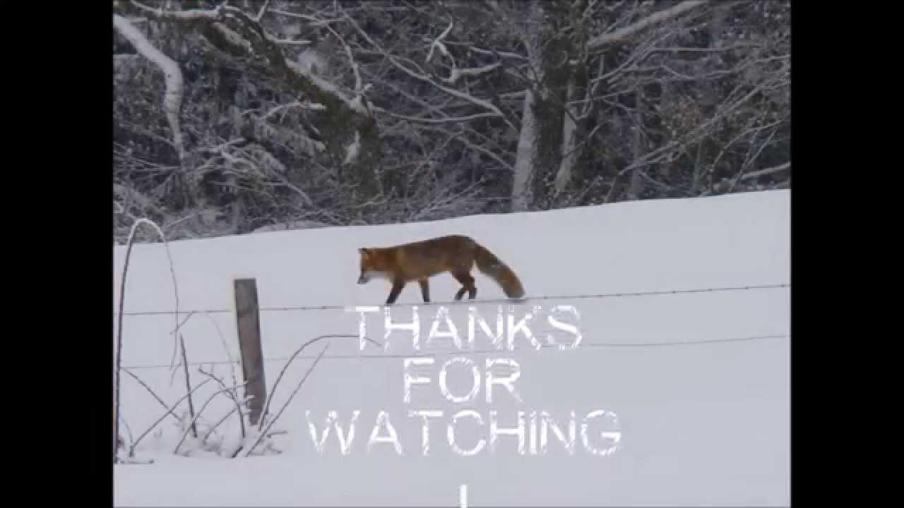 1.observing animals. - ...the red fox...