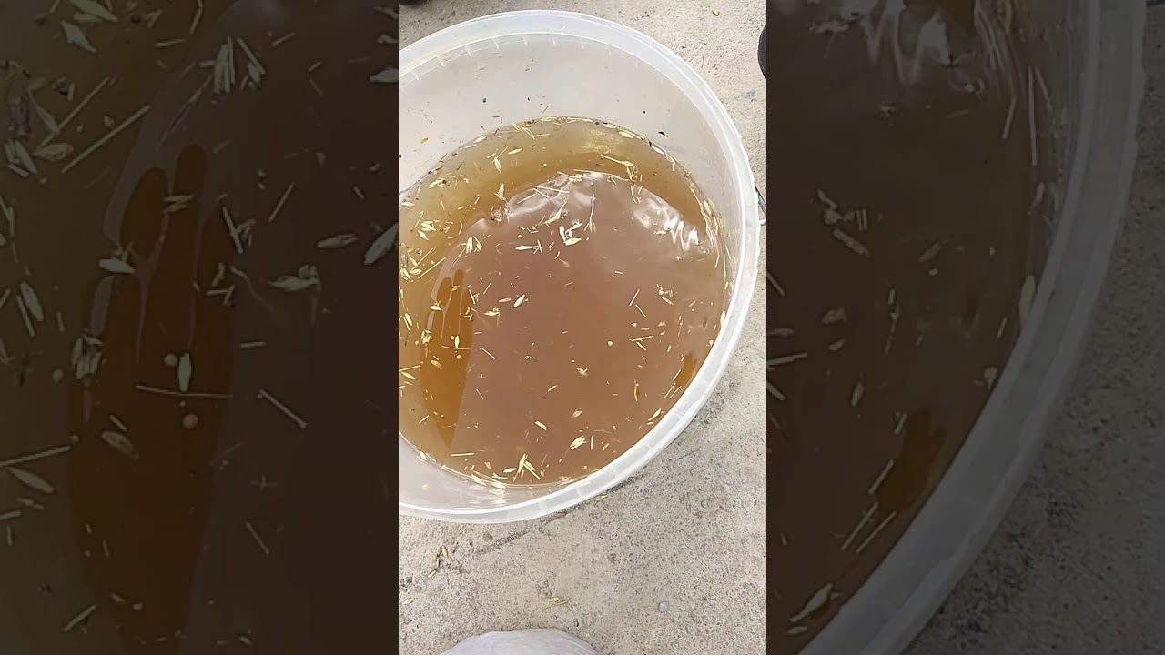 علف الأرانب والماشية إصنعه بنفسك 1kg يتحول إلى 9kg