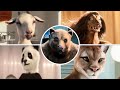 Orangina Animal Ads with subs