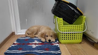 10 kg puppy [Golden Retriever japan] by ゴールデンレトリバー 月海そら 81,139 views 4 weeks ago 8 minutes, 35 seconds