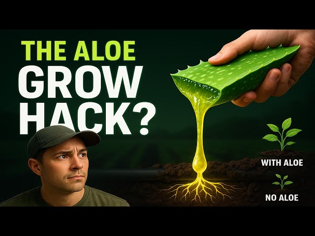 Aloe Vera Explained: The Biochemical Cocktail That Makes Microbes and Plants Go Beast Mode