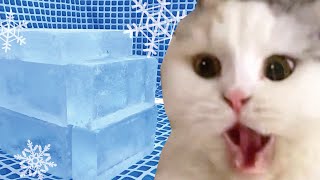 猫の熱中症対策に氷のおウチを作ってあげました 【猫アテレコ】