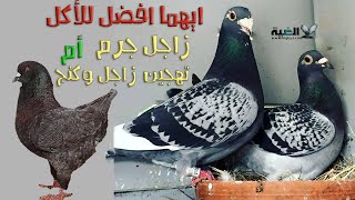 الافضل للأكل (حمام زاجل جرم) ام (زاجل مهجن مع حمام كنج)