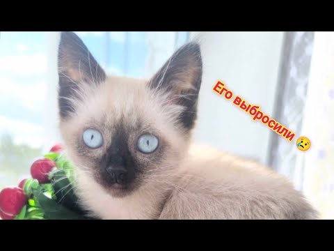 «ЭТОГО КОТЁНКА ВЫБРОСИЛИ! Теперь он живет у нас и мы в шоке 😱🐱»