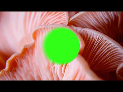 EP 6 // SHOT ECOUTE CONSCIENTE