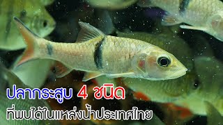 ปลากระสูบ 4 ชนิด ที่พบได้ในแหล่งน้ำประเทศไทย #ปลาไทย