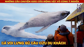 Cá Voi Lưng Gù mạo hiểm cầu cứu những vị khách du lịch trên biển || Review Con Người và cuộc Sống