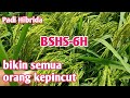 Padi Hibrida BSHS-6H🌾 bulirnya rapat dan anakanya lebat